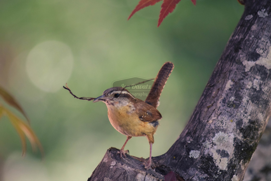 "CarolinaCarolina Wren - nest building Wren" stock image