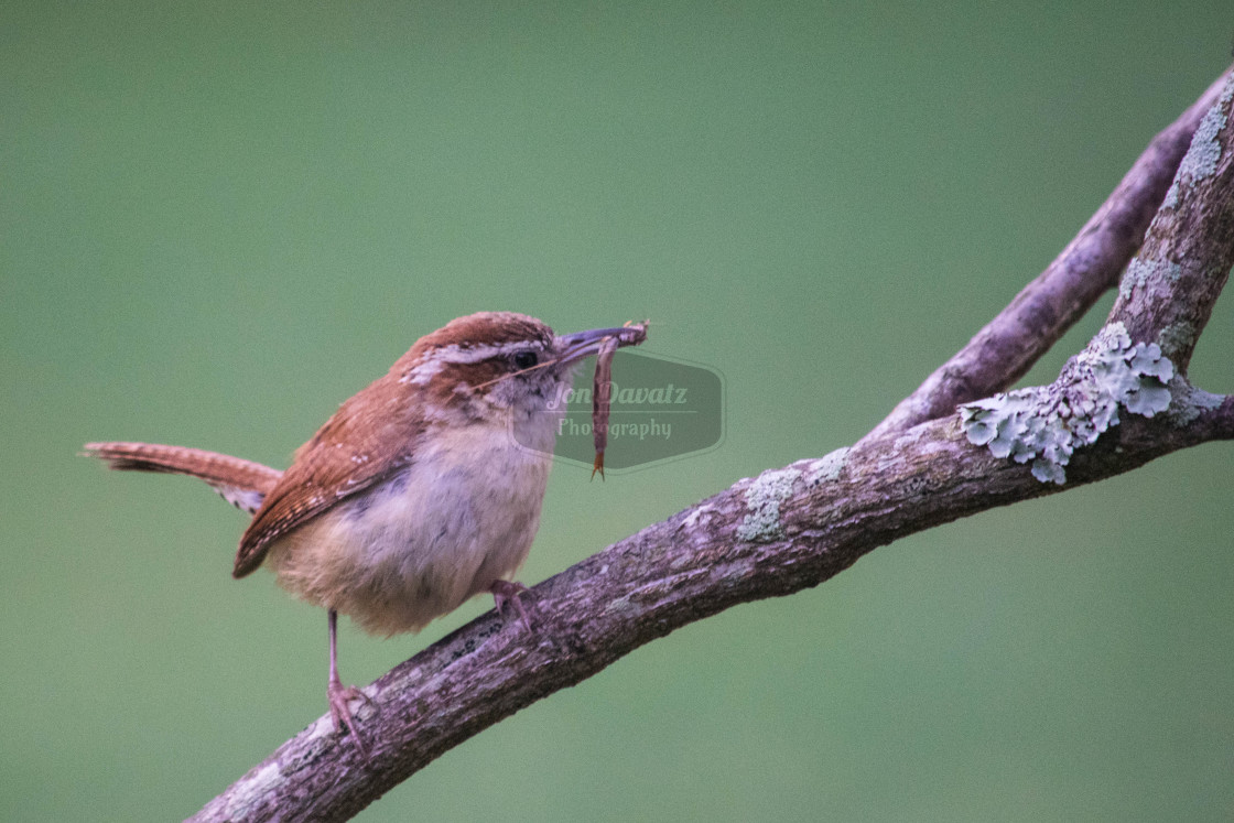 "Carolina Wren" stock image