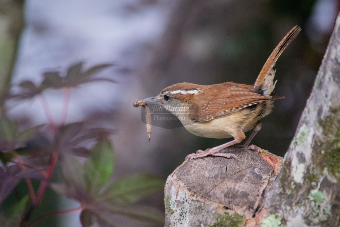 "Carolina Wren" stock image