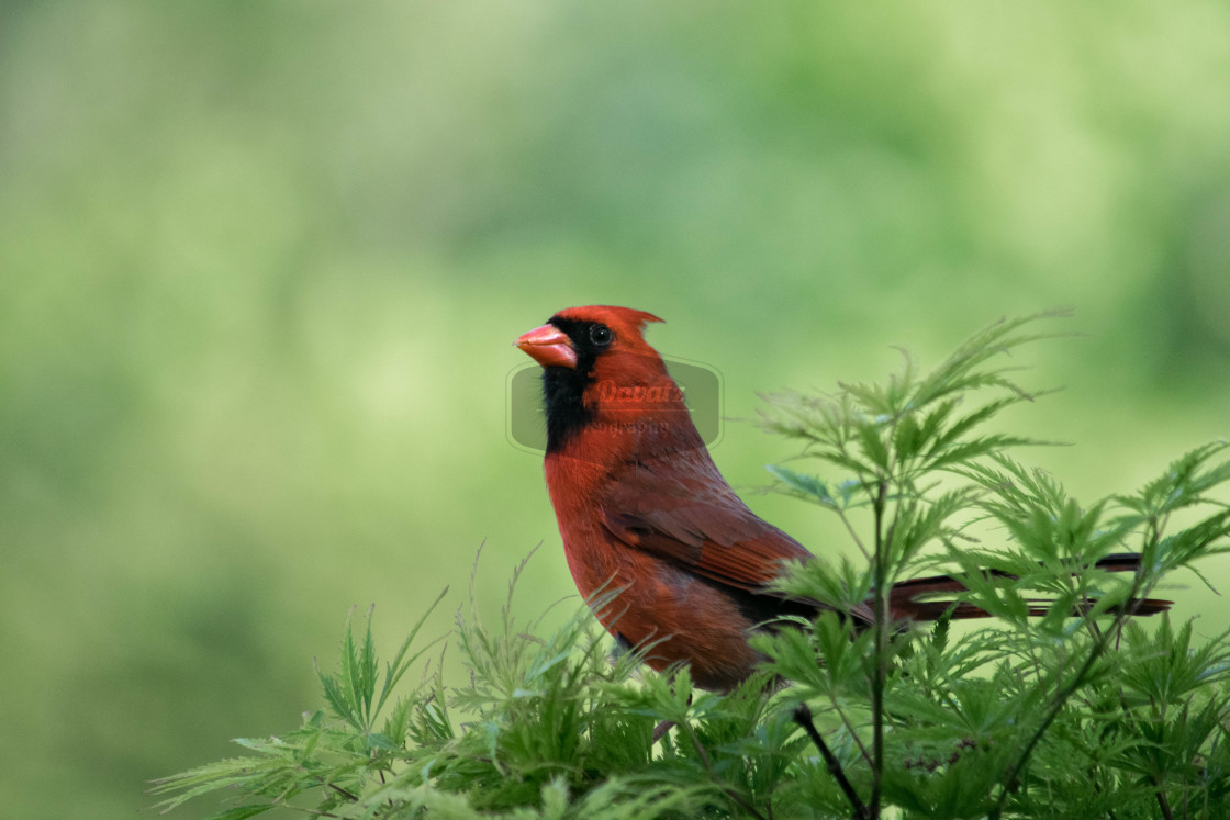 "Male Cardinal" stock image