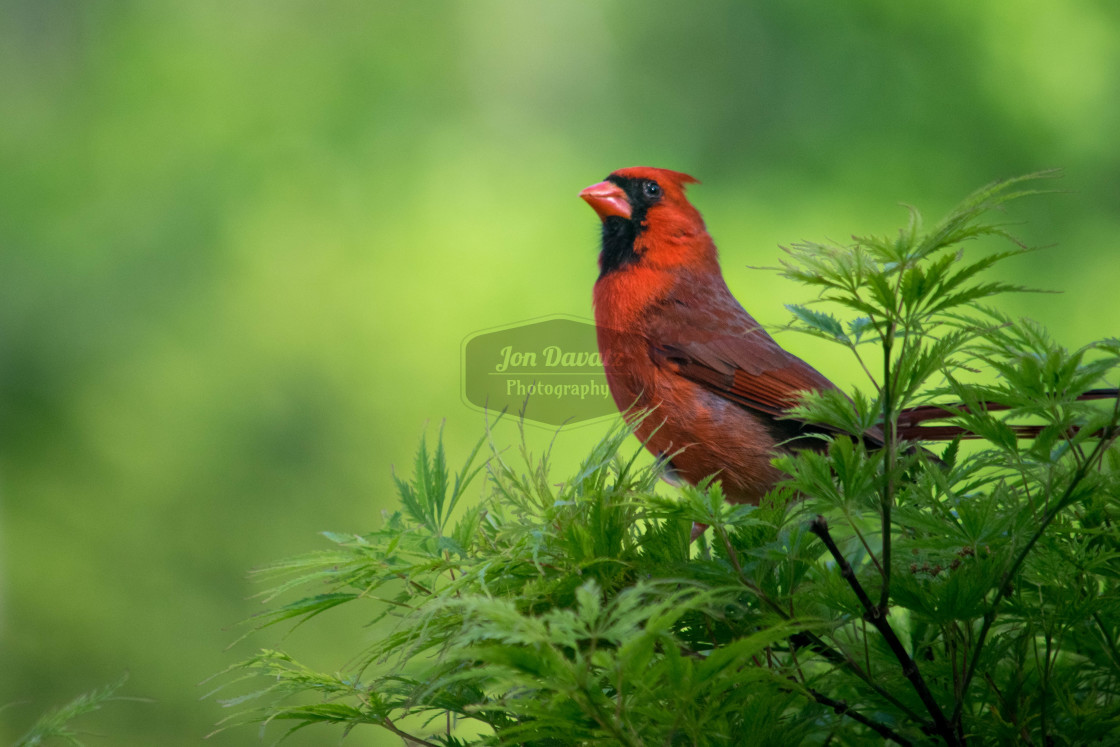 "Male Cardinal" stock image