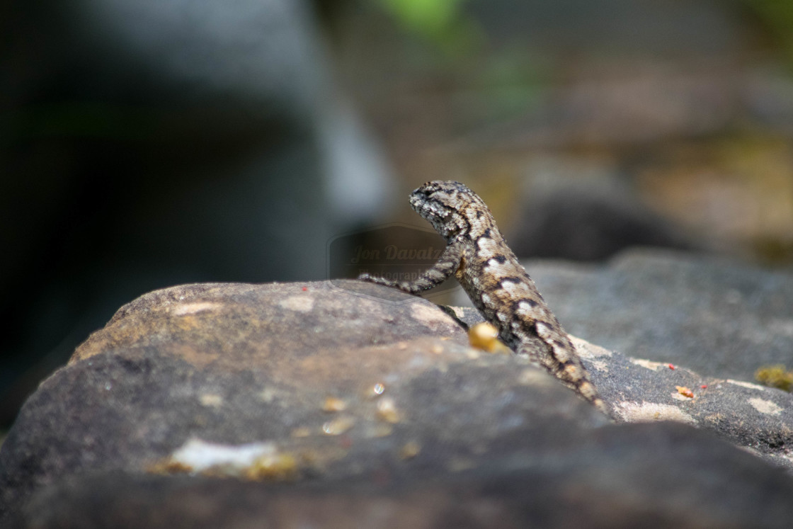 "Eastern Fence Lizard (Sceloporus undulatus)" stock image