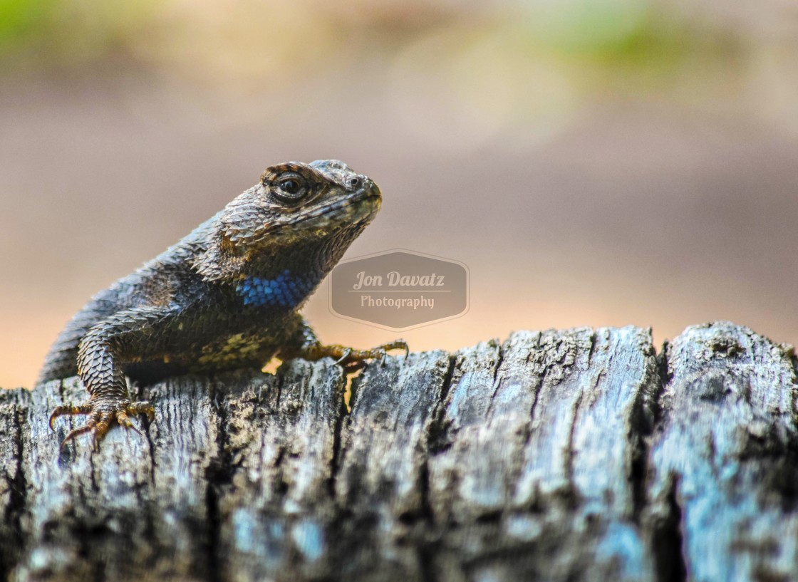 "Eastern Fence Lizard (Sceloporus undulatus)" stock image