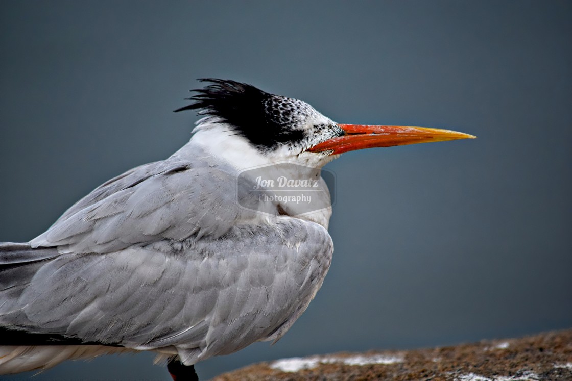 "Royal Tern" stock image