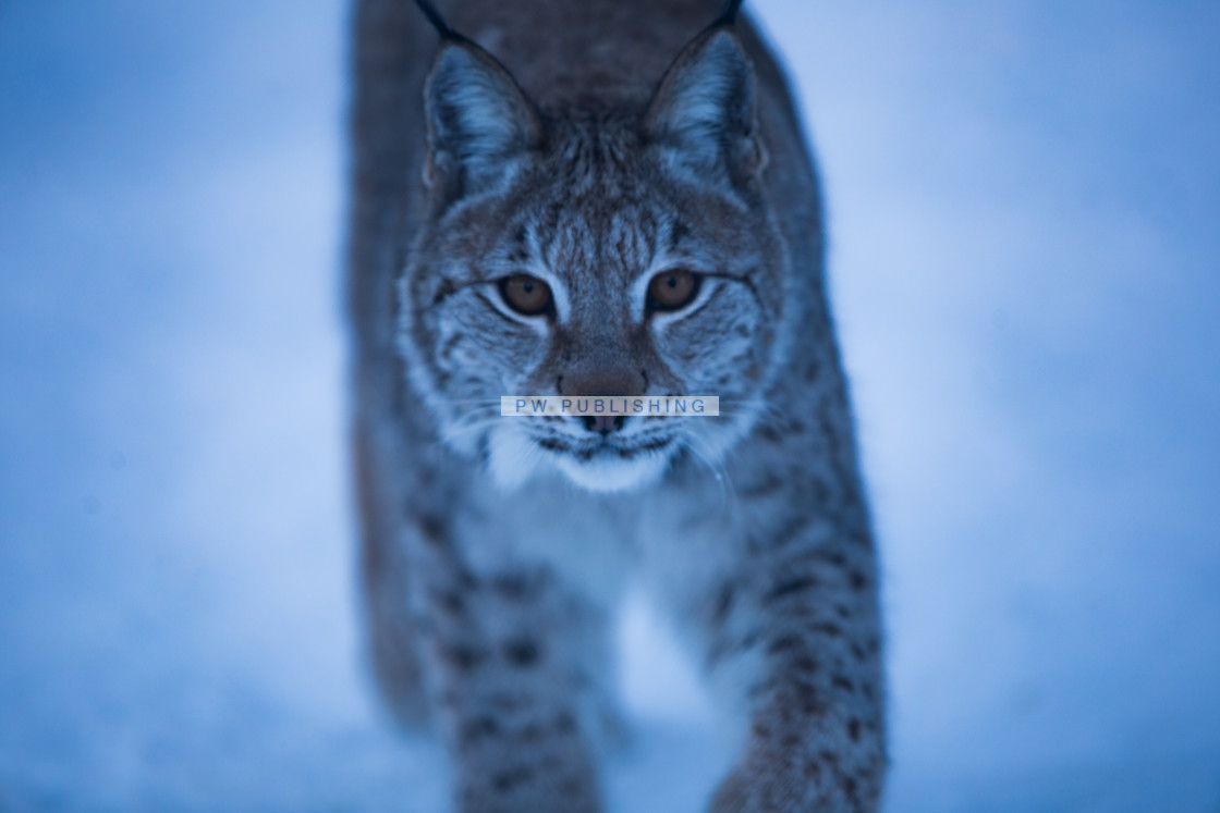 "Lynx Stare" stock image