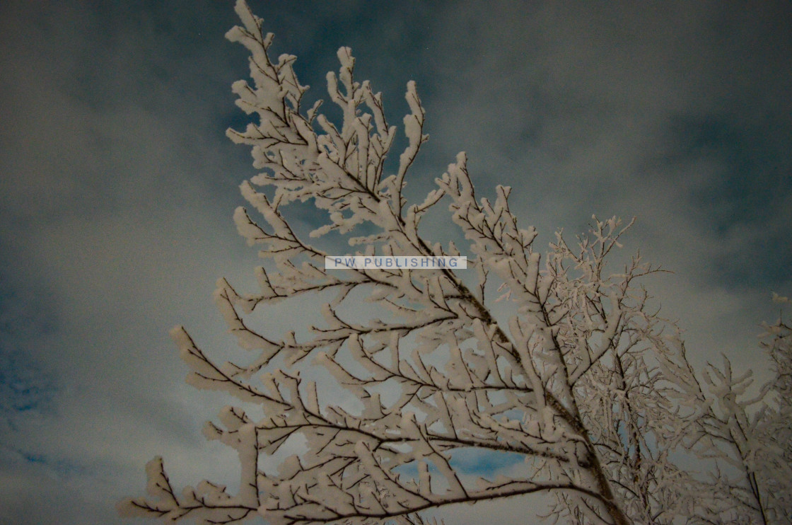 "Arctic Birch" stock image