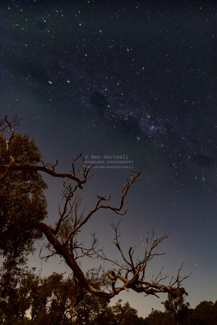"stars and tree portrait" by SKYWALKER - $1.26 "stars and tree portrait" stock image
