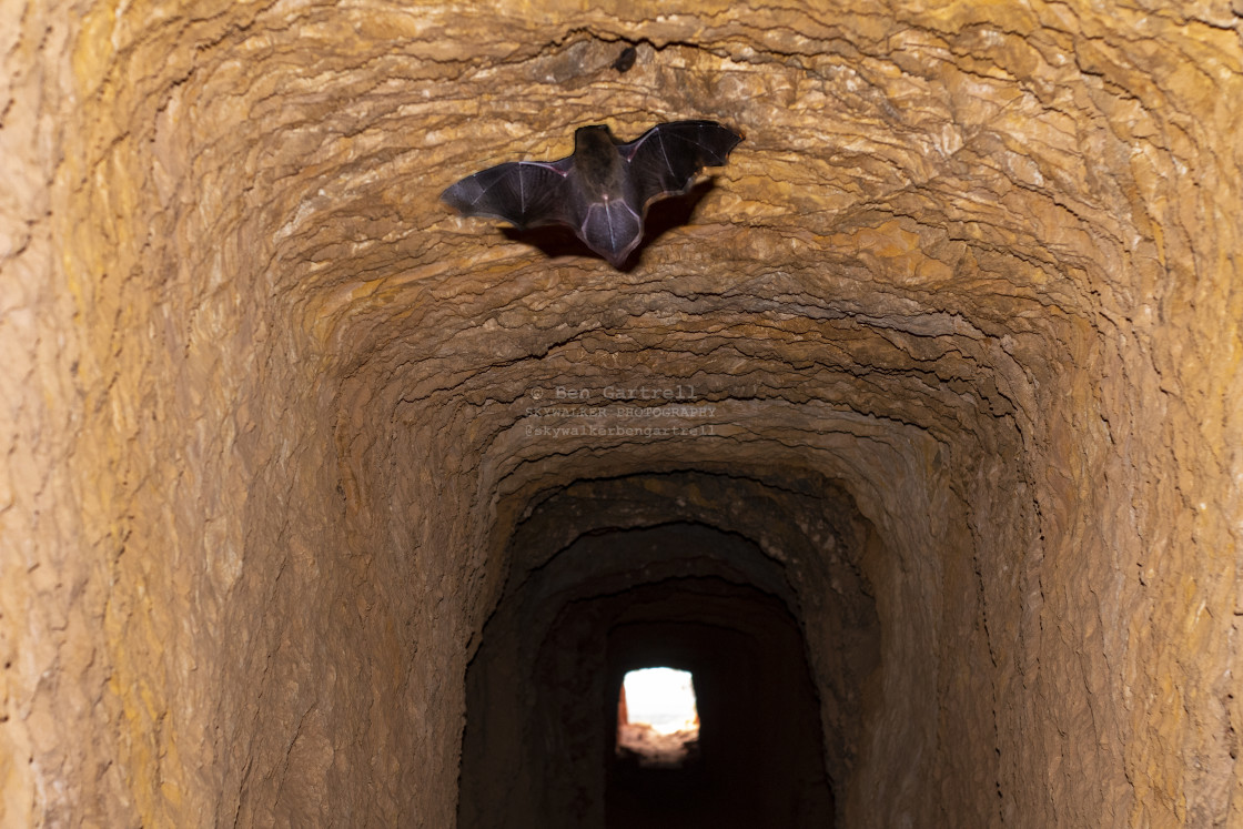 "Bat in mining tunnel" by SKYWALKER - $1.26 "Bat in mining tunnel" stock image