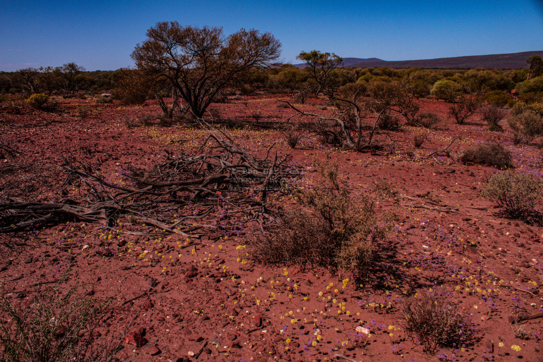 "red dirt mini wildflowers in the australian outback" by SKYWALKER - $1.26 "red dirt mini wildflowers in the australian outback" stock image