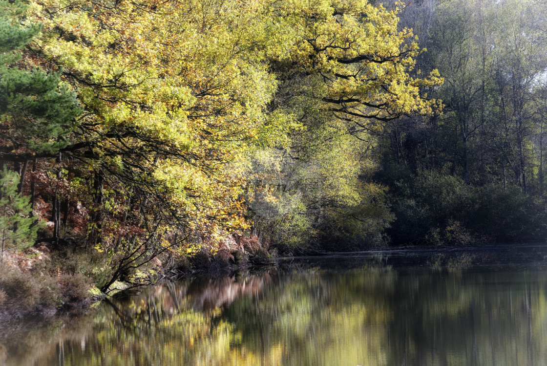 "Foggy morning" stock image