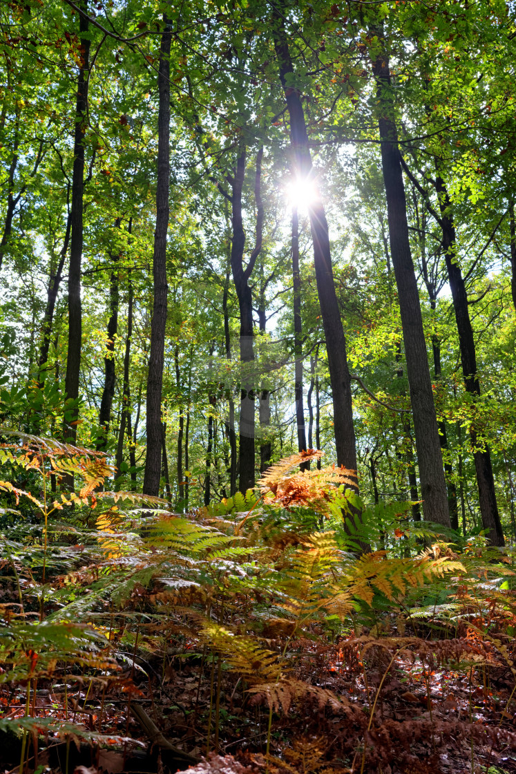 "Ferns and sunlight" stock image