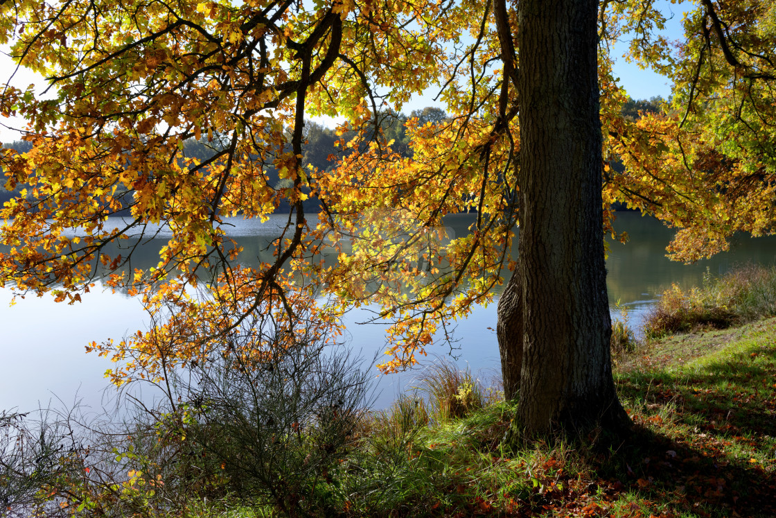 "Autumn foliage" stock image