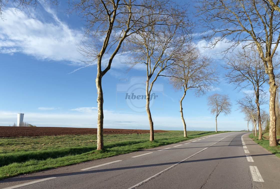 "Tree lined road" stock image