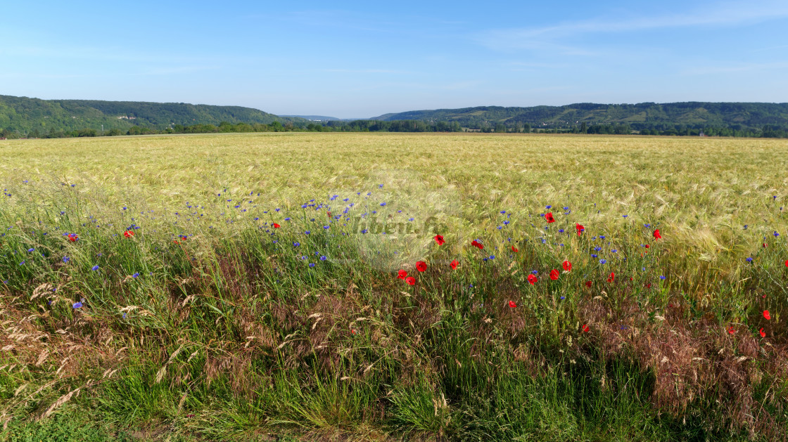 "Limetz-Villez fields" stock image