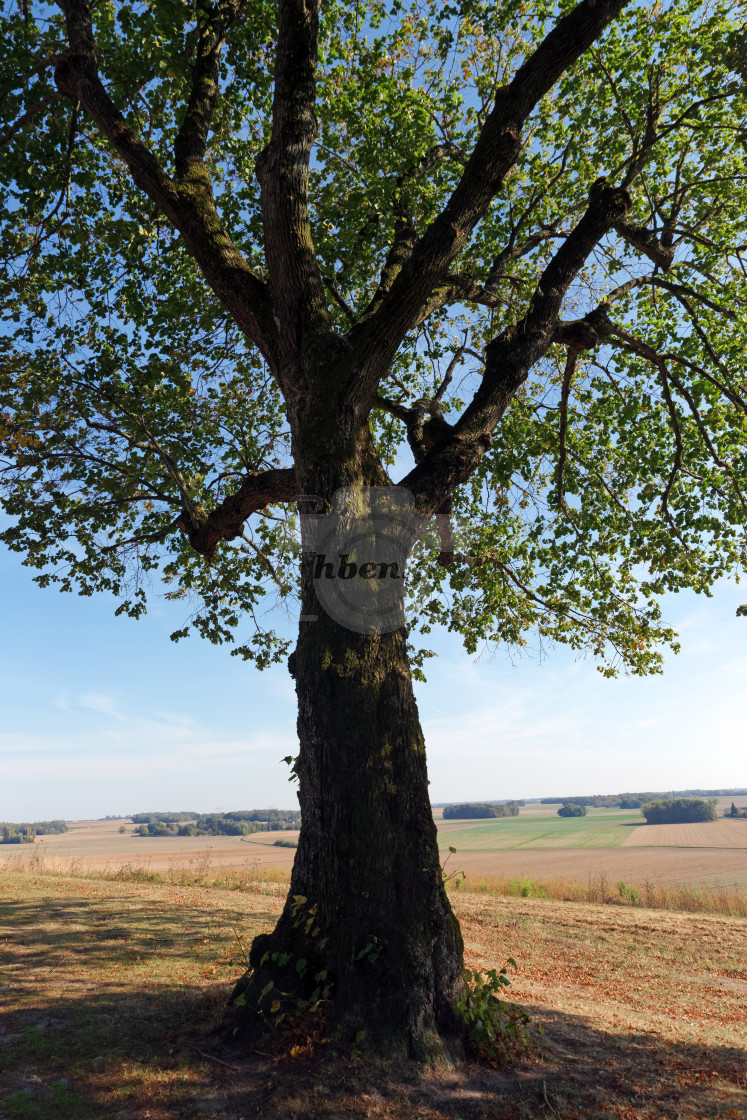 "Lonely tree" stock image