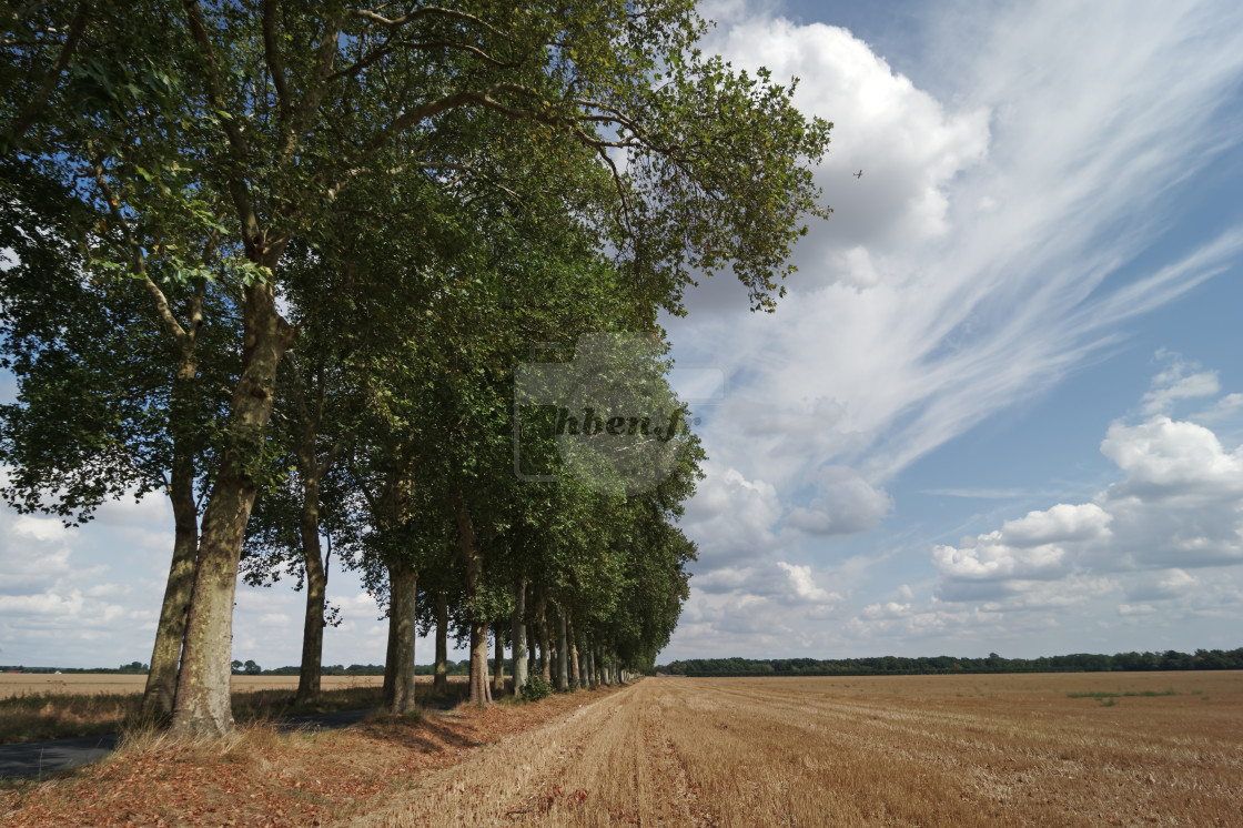 "Tree lined road" stock image