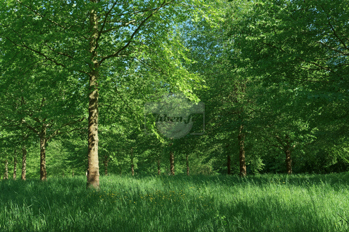 "Vaires-sur-Marne forest" stock image