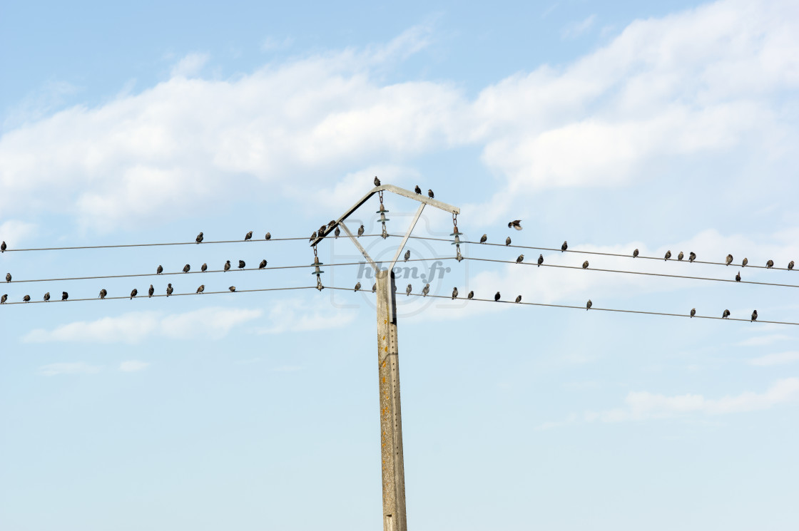 "Sparrows on the line" stock image