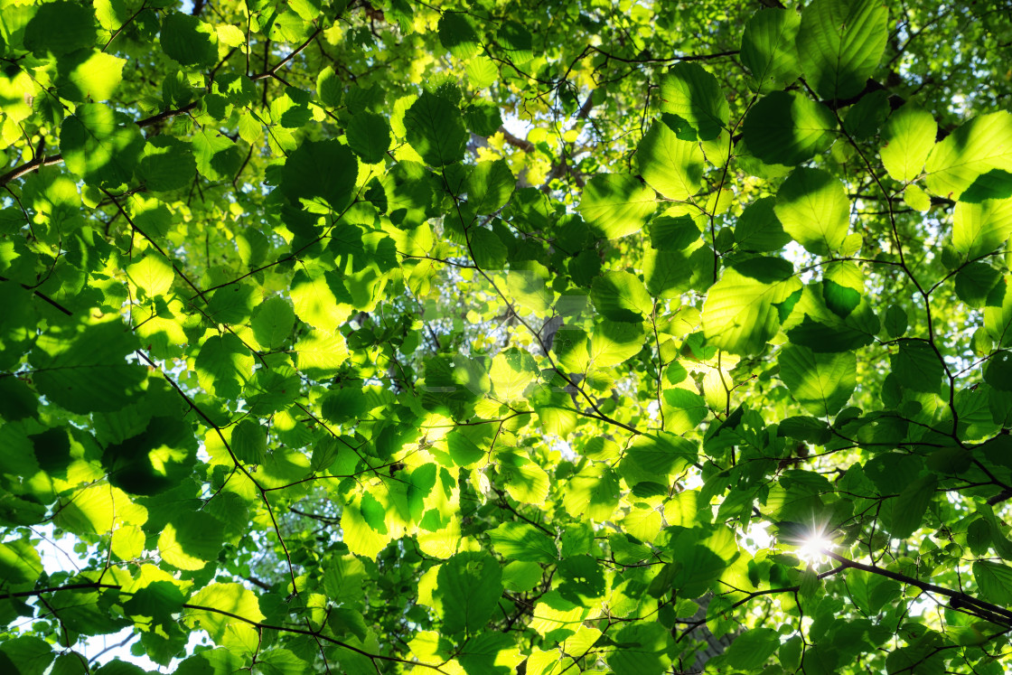 "Springtime" stock image