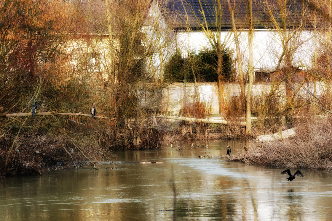 "Black Cormorants" stock image