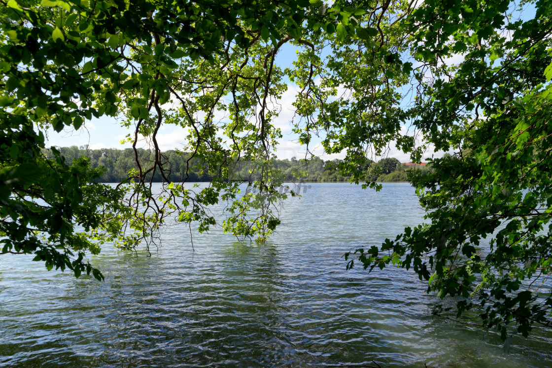 "Green pond" stock image