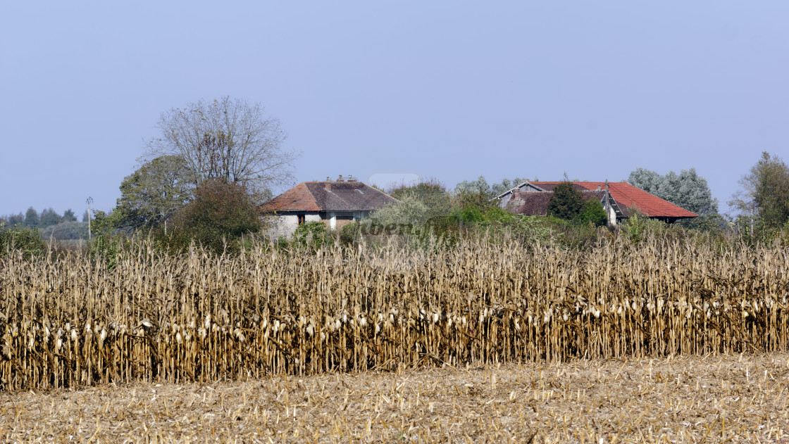 "Dry Corn field" stock image