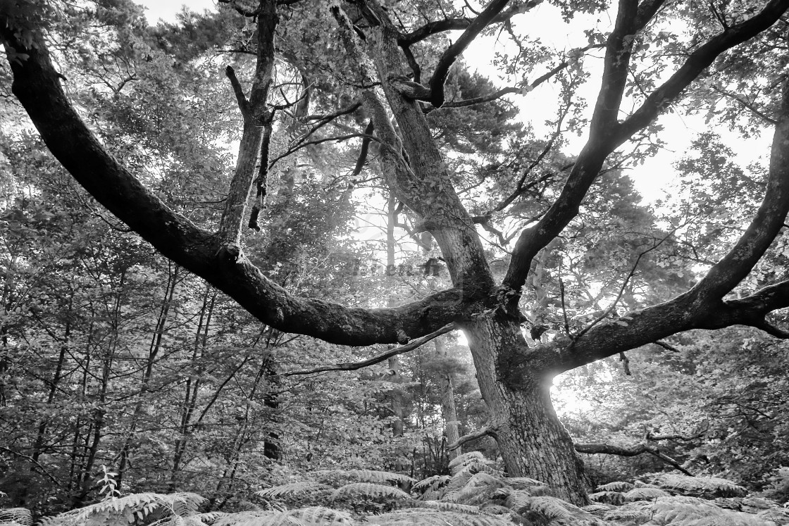 "Spirit of the forest" stock image