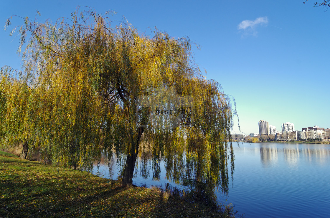 "The lake and the weeping willow" stock image