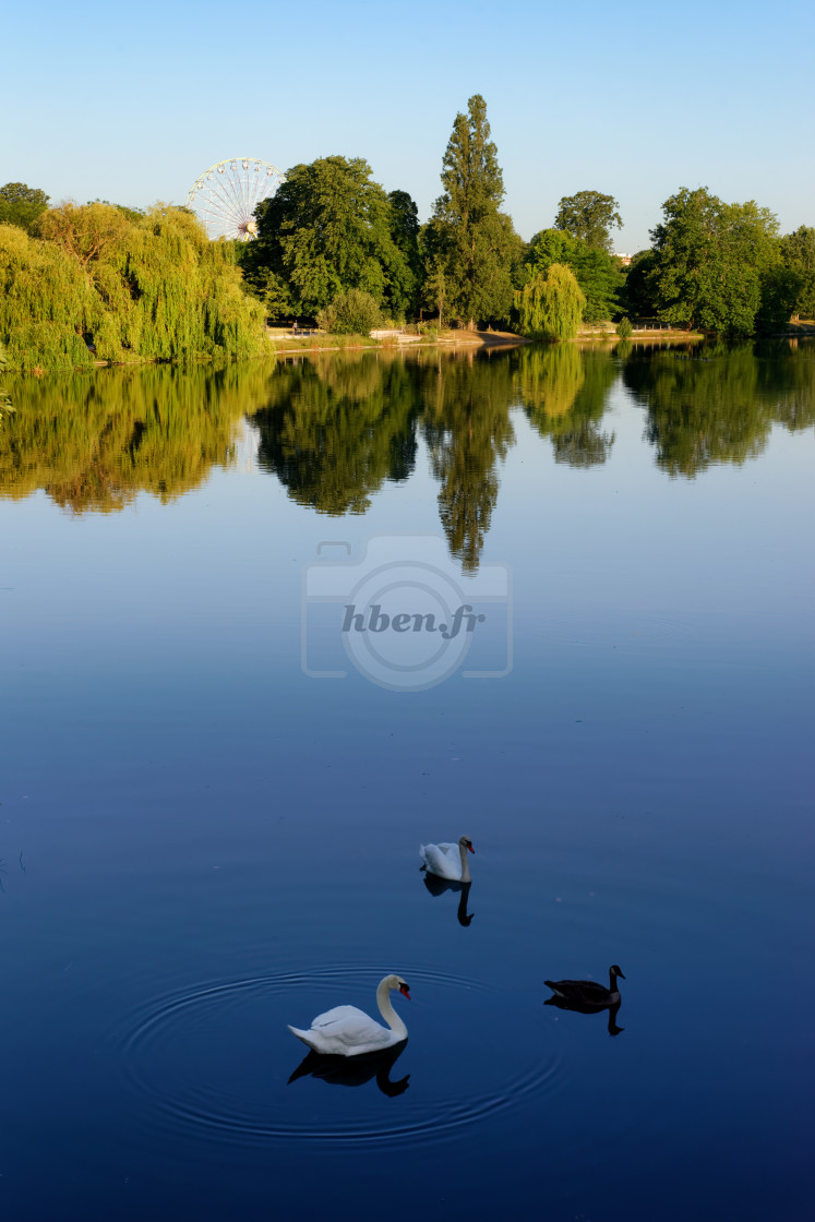 "Swan Lake" stock image