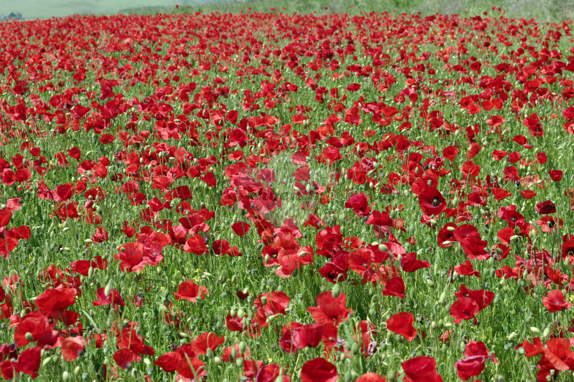 "Poppy fields in Normandy country" stock image