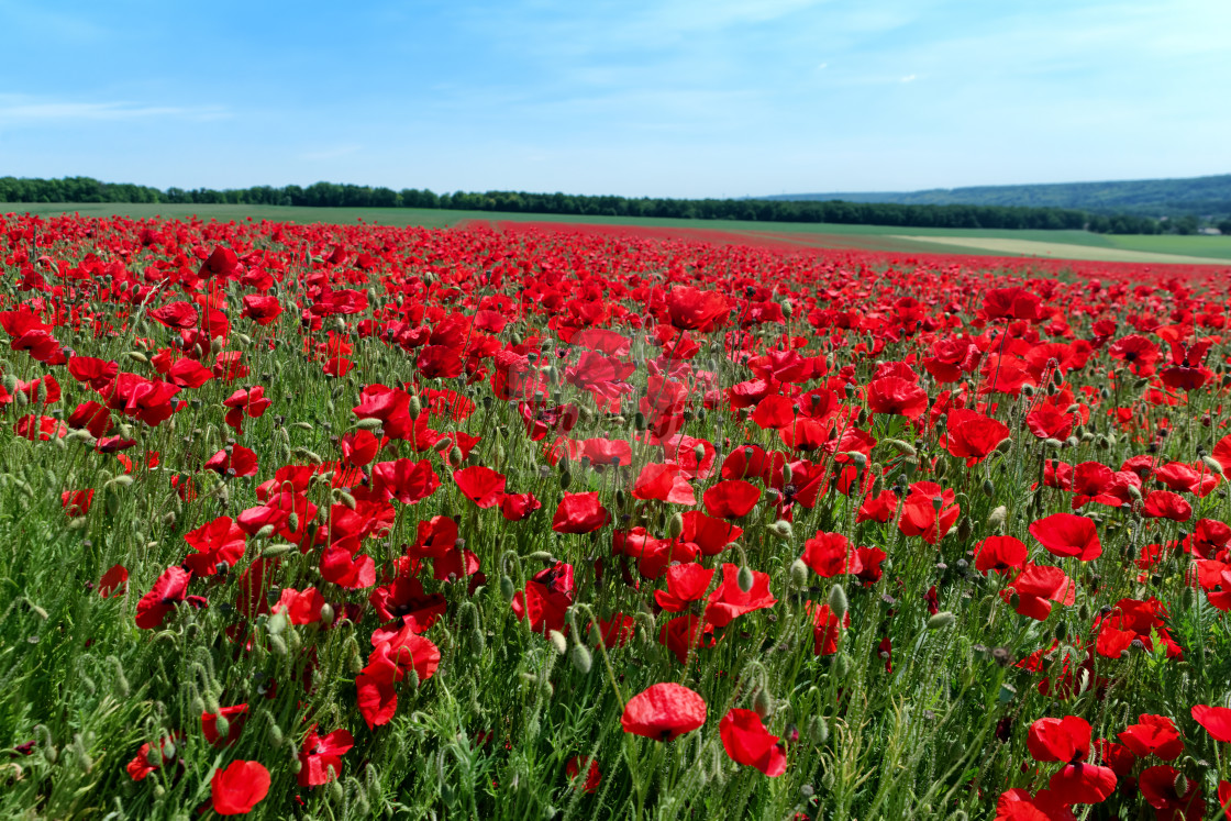 "Poppy fields" stock image