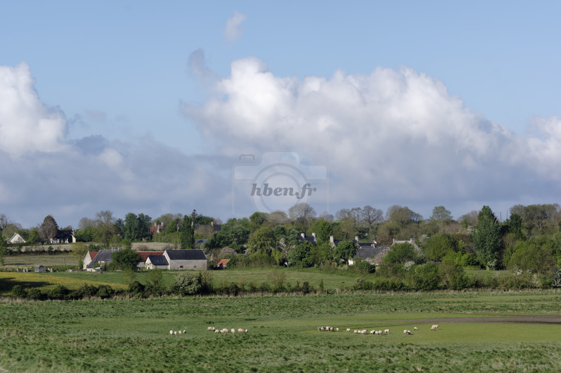 "Saltbush along the Sienne river bay" stock image