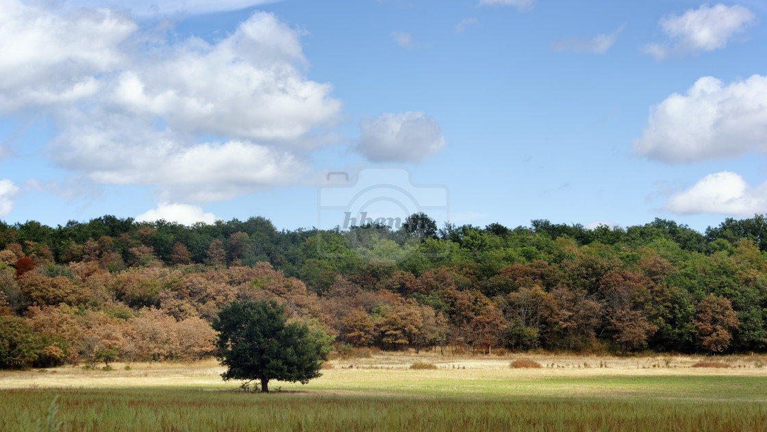 "Lonely tree" stock image