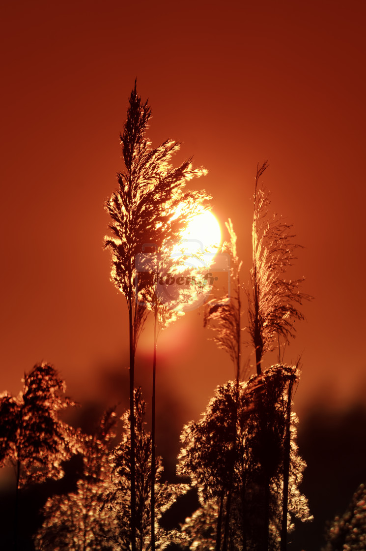 "Reeds sun" stock image