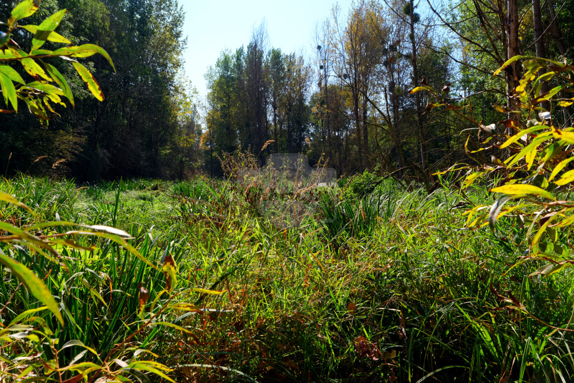 "Swamp" stock image