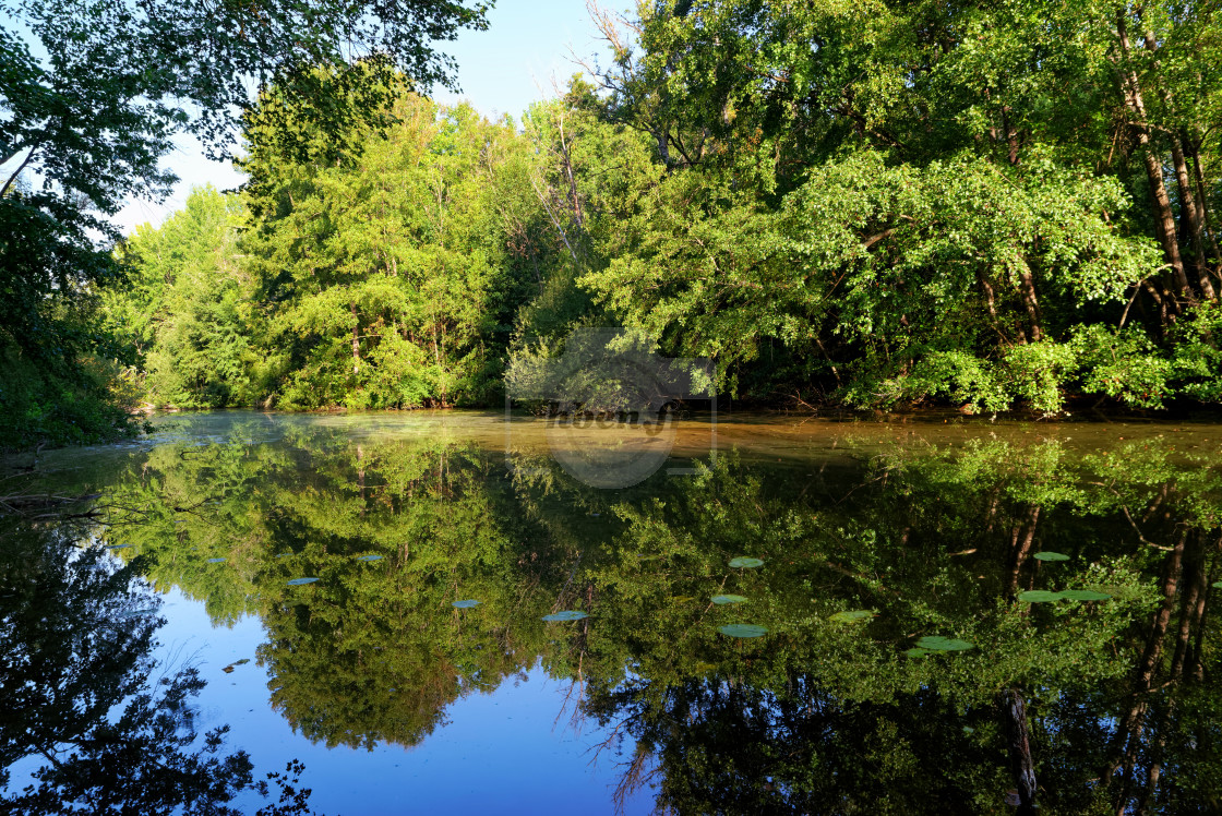 "Pond reflection" stock image