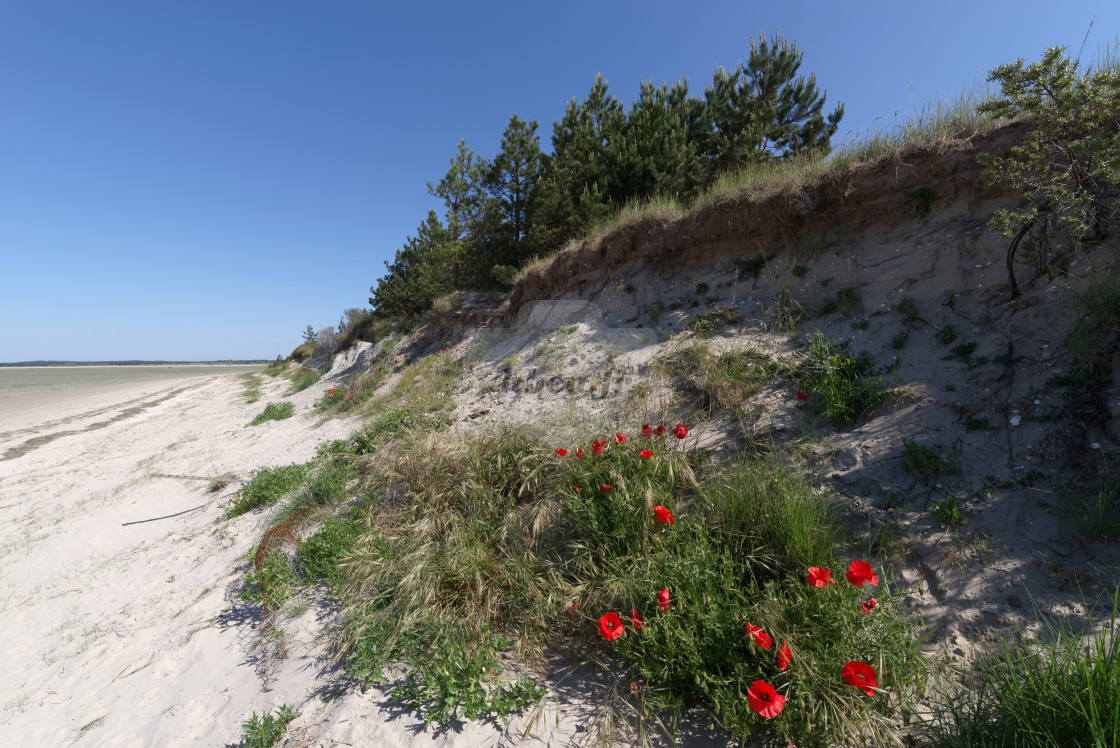 "Le Crotoy sand dunes" stock image