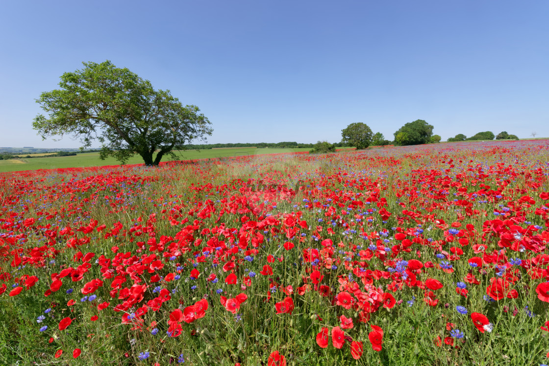 "Poppies fields" stock image