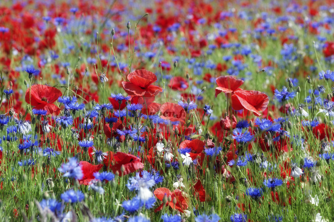 "Wildflowers" stock image