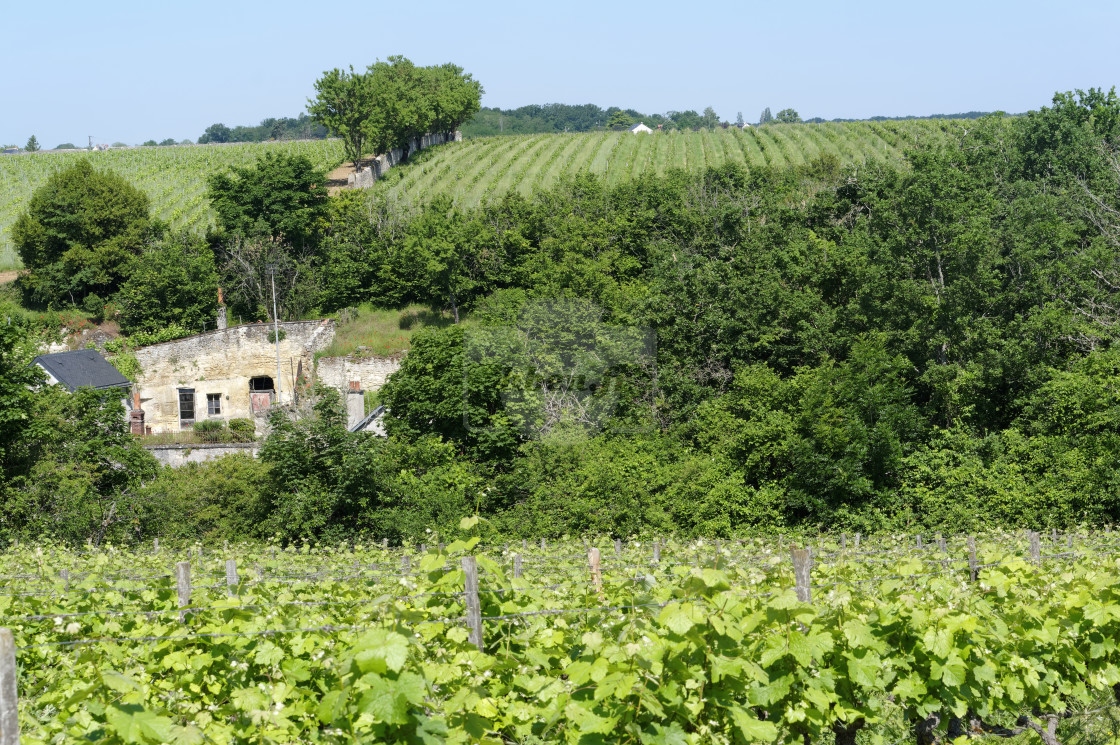 "Vouvray hills" stock image