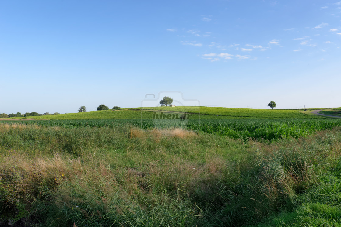 "Saint Estephe vineyard" stock image