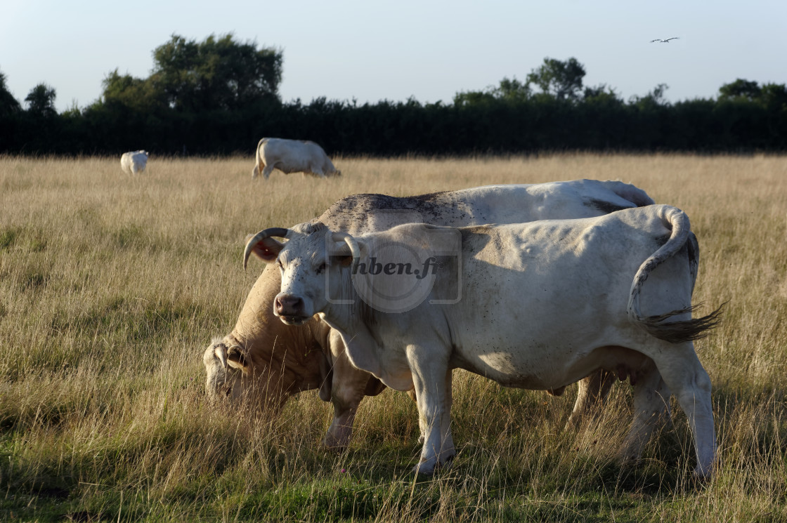 "Swamp cows" stock image