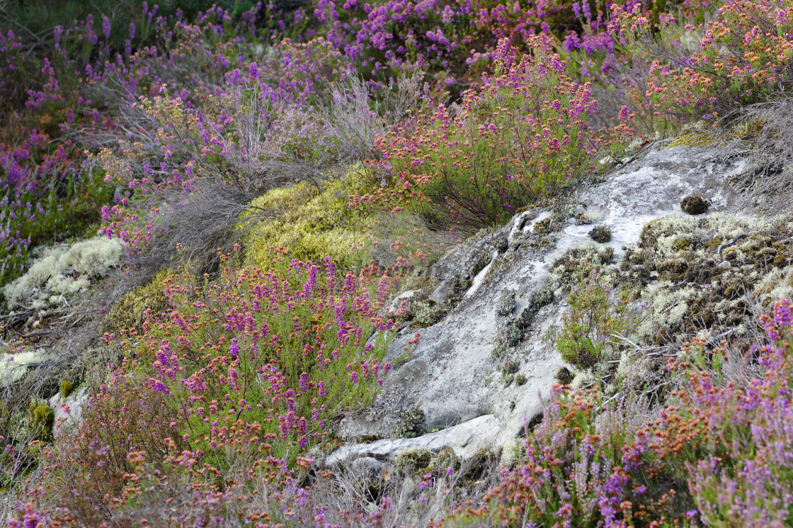 "Heathers and Sandstone rock" stock image