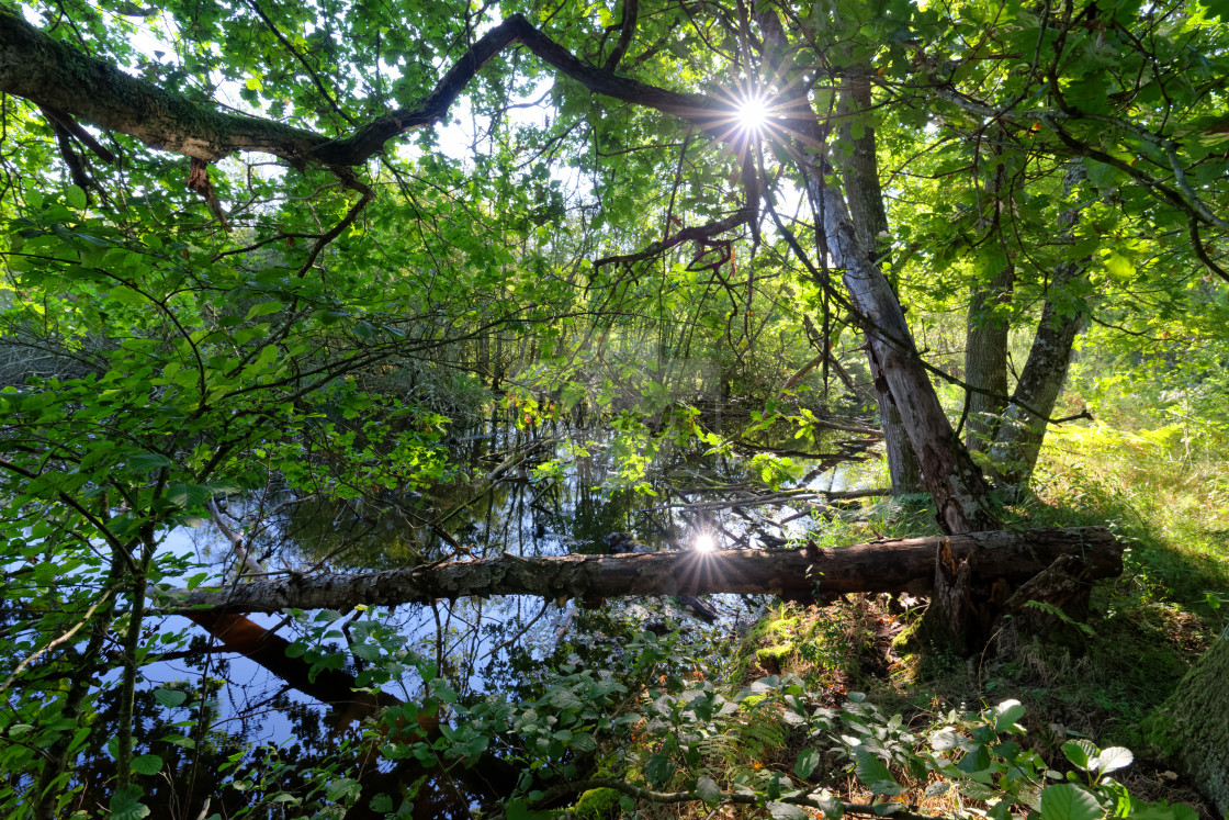 "The Angennes pond" stock image