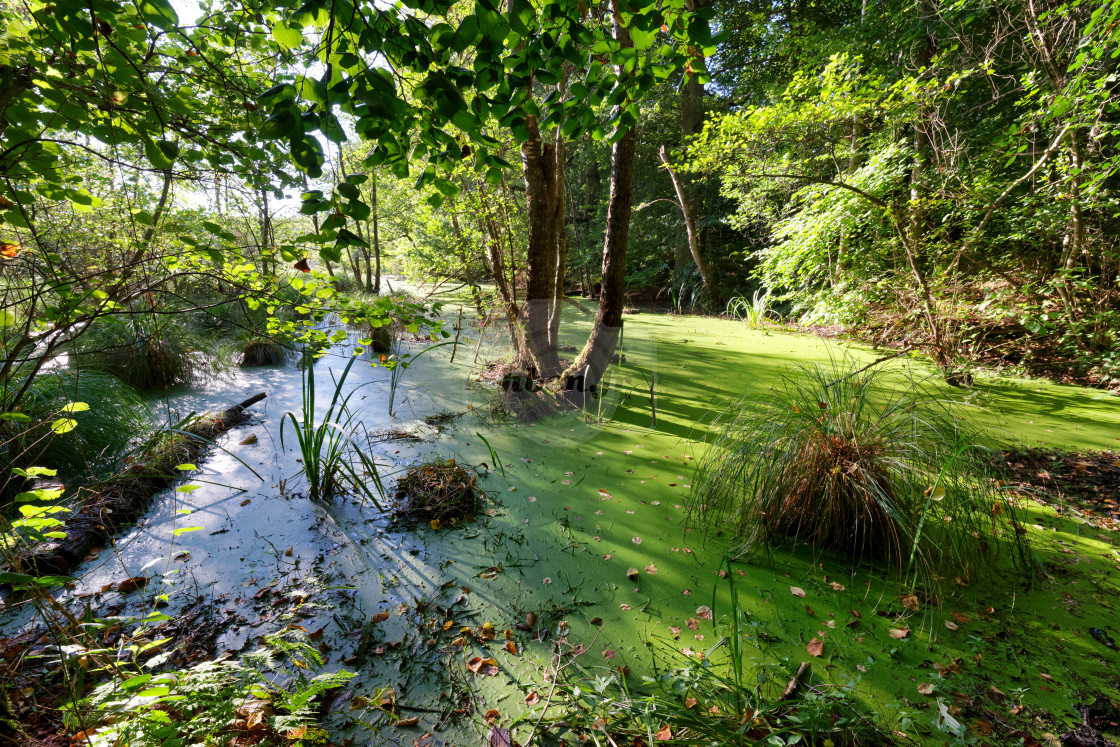 "Etang carré" stock image