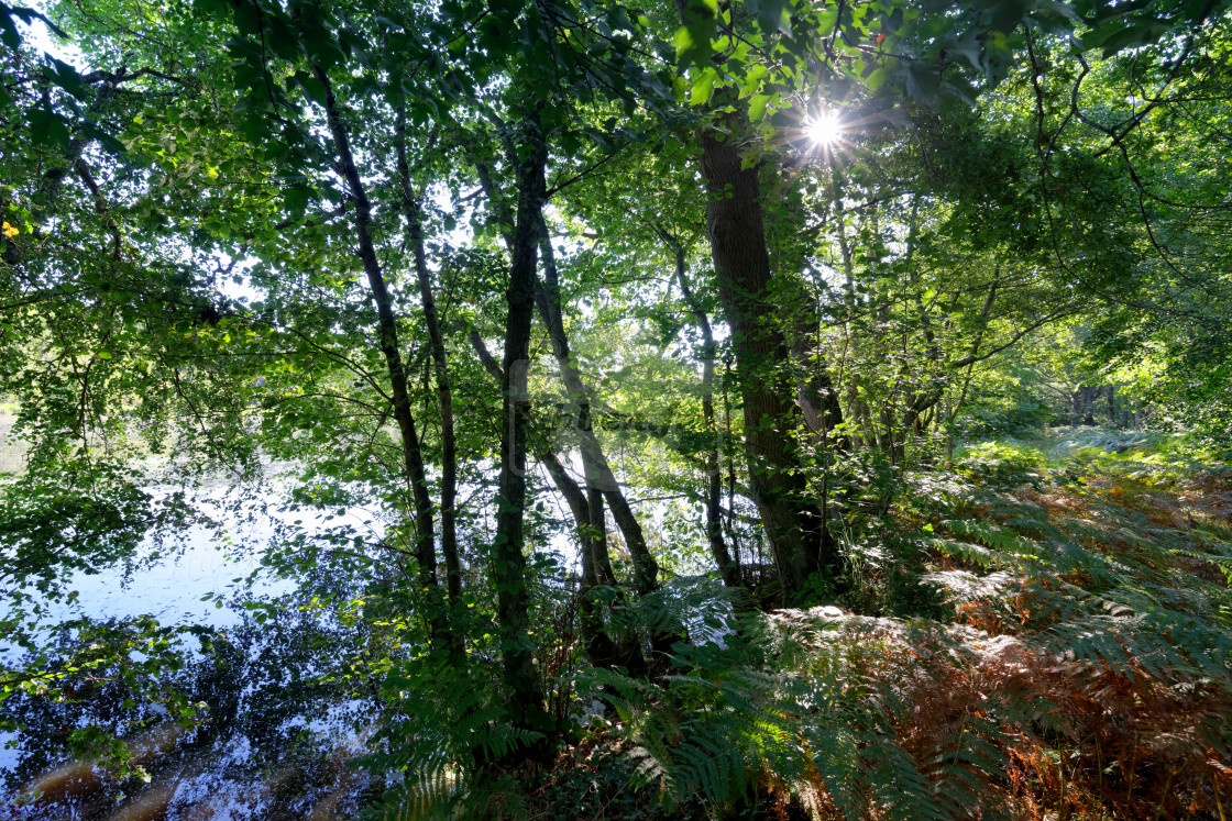 "Sunlight in Rambouillet forest" stock image