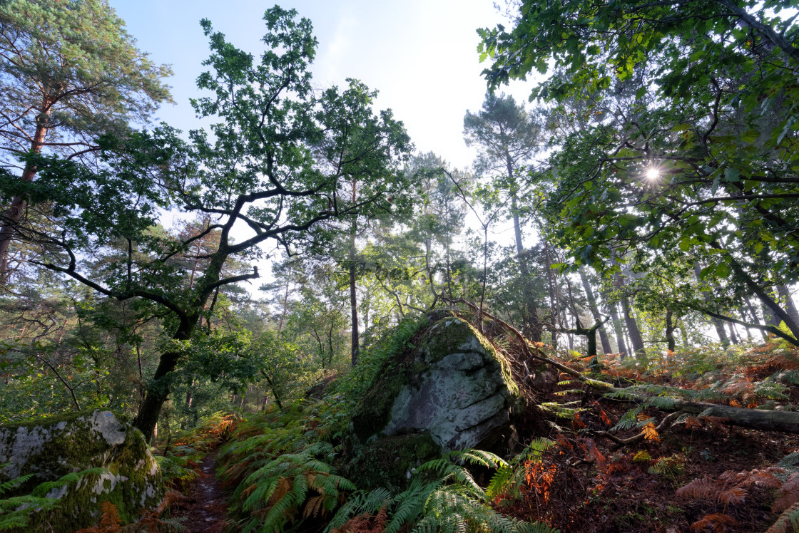 "Sentier bleu Denecourt 10" stock image