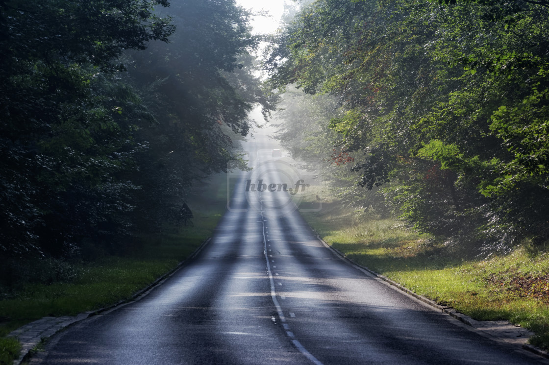 "Forest road" stock image