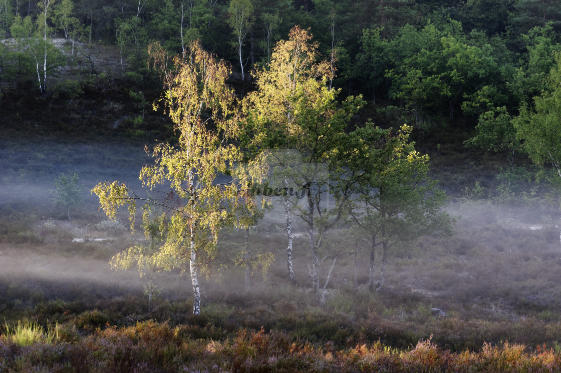 "Foggy valley" stock image