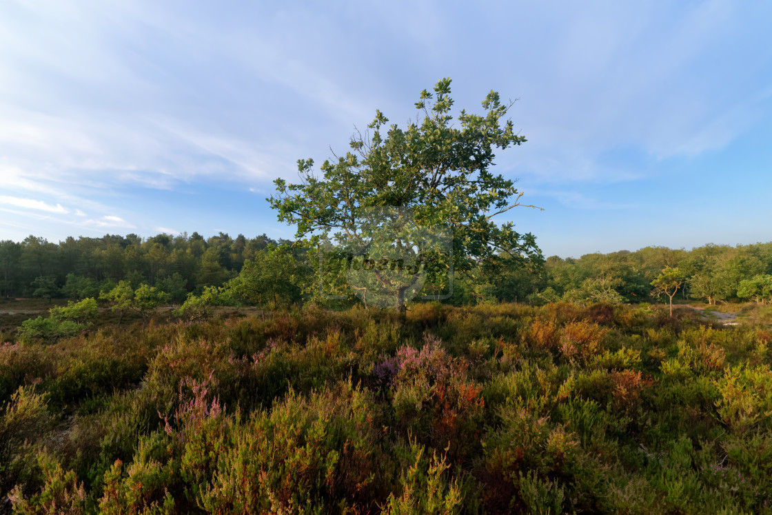 "Heather land" stock image